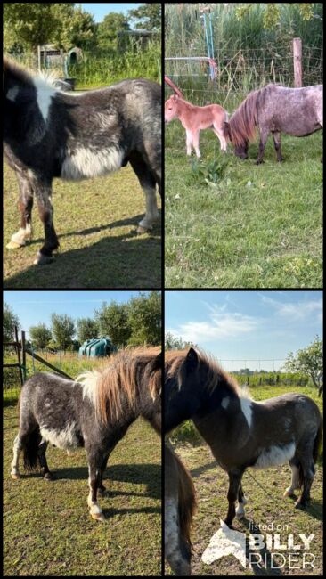 Shetty Blauschimmel, Manuel , Horses For Sale, Andervenne, Image 8