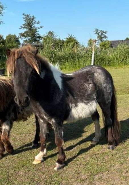 Shetty Blauschimmel, Manuel , Horses For Sale, Andervenne, Image 7