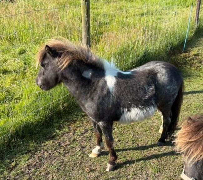 Shetty Blauschimmel, Manuel , Pferd kaufen, Andervenne, Abbildung 6