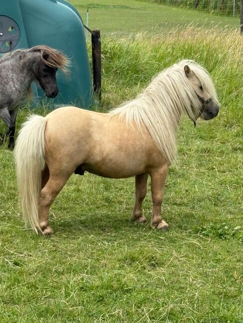 Shetty Blauschimmel, Manuel , Horses For Sale, Andervenne, Image 2