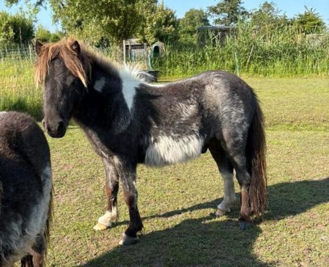 Shetty Blauschimmel, Manuel , Horses For Sale, Andervenne