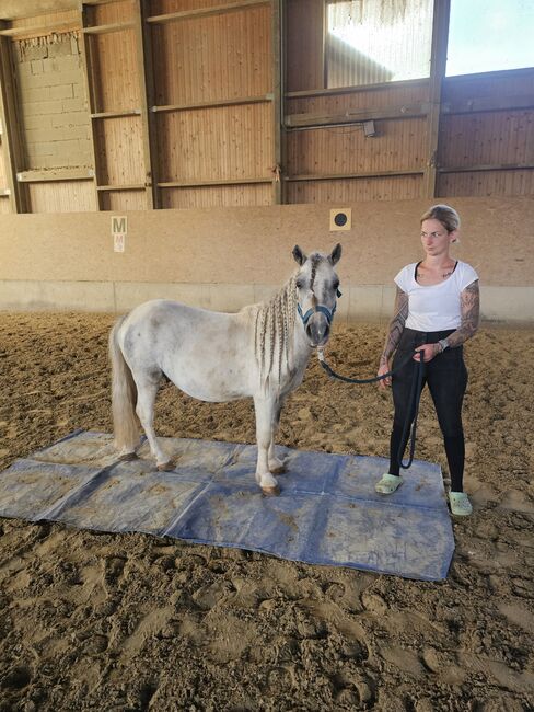 Shetty Bub, K.B.Z. verkaufspferde , Horses For Sale, Steiermark/Leibnitz , Image 5
