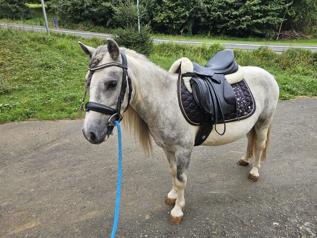 Shetty Bub, K.B.Z. verkaufspferde , Konie na sprzedaż, Steiermark/Leibnitz , Image 4