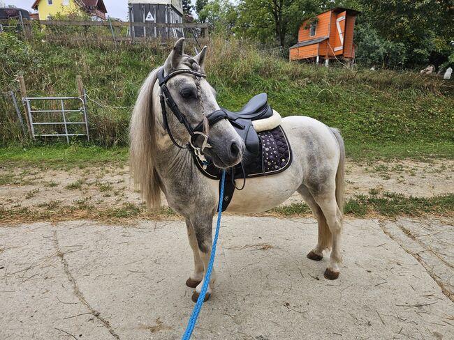 Shetty Bub, K.B.Z. verkaufspferde , Konie na sprzedaż, Steiermark/Leibnitz 