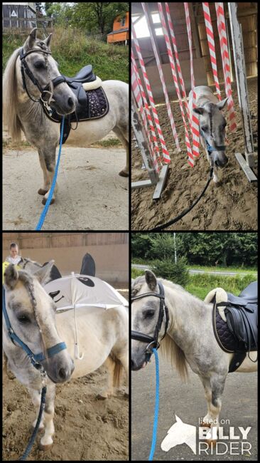 Shetty Bub, K.B.Z. verkaufspferde , Konie na sprzedaż, Steiermark/Leibnitz , Image 7
