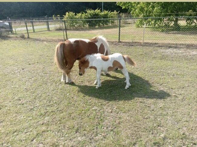 Shetty+Fohlen+Tragend2026 Appaloosa, Manuel , Horses For Sale, Andervenne , Image 5