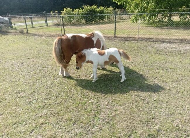 Shetty+Fohlen+Tragend2026 Appaloosa, Manuel , Horses For Sale, Andervenne , Image 4