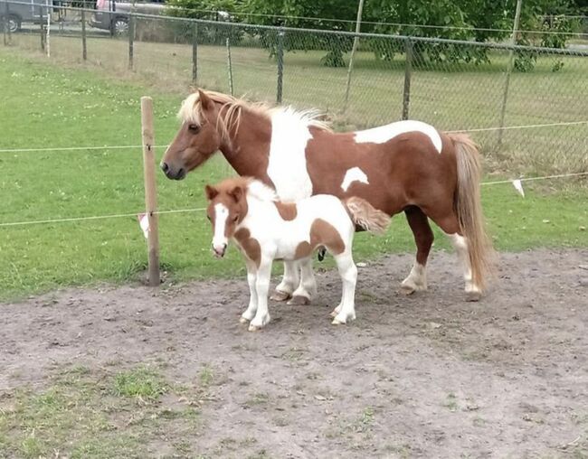 Shetty+Fohlen+Tragend2026 Appaloosa, Manuel , Horses For Sale, Andervenne , Image 3