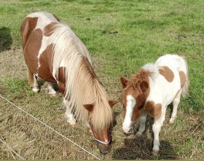 Shetty+Fohlen+Tragend2026 Appaloosa, Manuel , Horses For Sale, Andervenne , Image 9