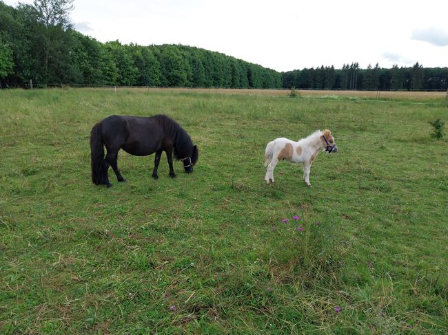 Shetty Fohlen, Eva Bayer, Horses For Sale, Rosenheim, Image 2