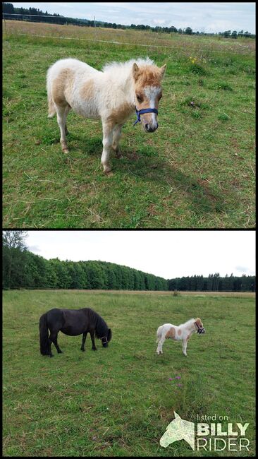 Shetty Fohlen, Eva Bayer, Horses For Sale, Rosenheim, Image 3