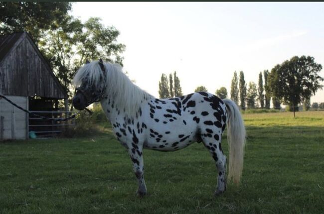 Shetty+Fohlen+Tragend2026 Appaloosa, Manuel , Pferd kaufen, Andervenne , Abbildung 11