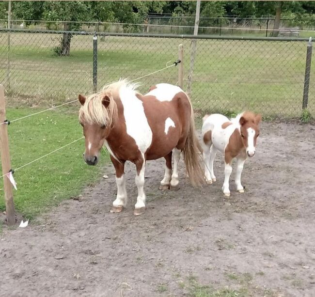 Shetty+Fohlen+Tragend2026 Appaloosa, Manuel , Pferd kaufen, Andervenne 
