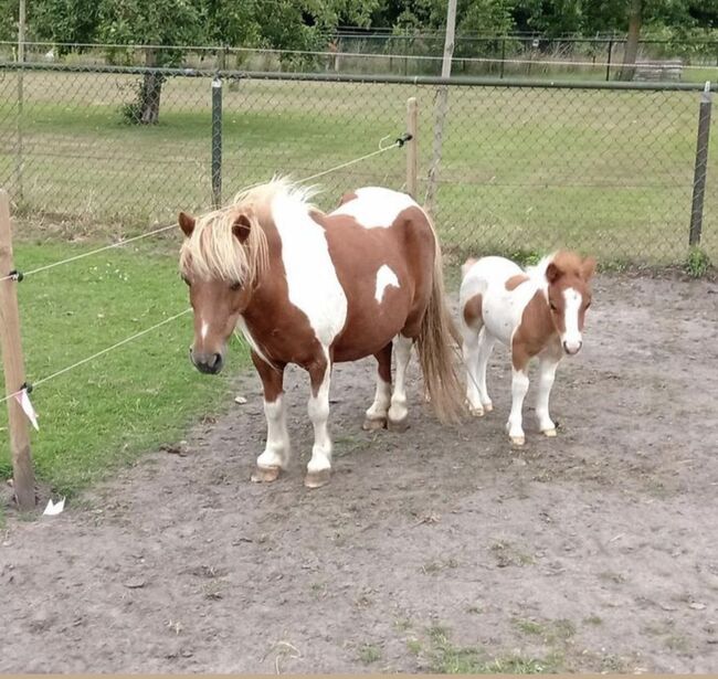 Shetty+Fohlen+Tragend2026 Appaloosa, Manuel , Pferd kaufen, Andervenne , Abbildung 6