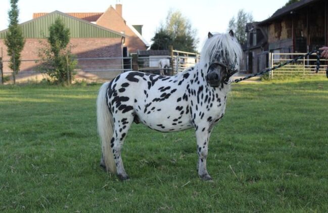 Shetty+Fohlen+Tragend2026 Appaloosa, Manuel , Pferd kaufen, Andervenne , Abbildung 12