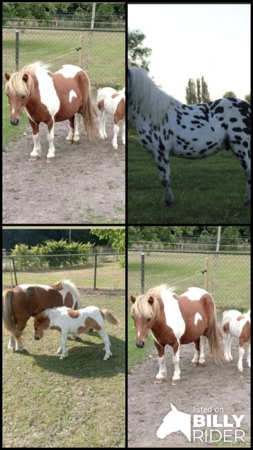 Shetty+Fohlen+Tragend2026 Appaloosa, Manuel , Pferd kaufen, Andervenne , Abbildung 14