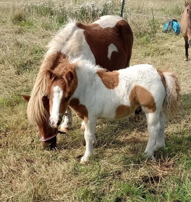 Shetty+Fohlen+Tragend2026 Appaloosa, Manuel , Pferd kaufen, Andervenne , Abbildung 8