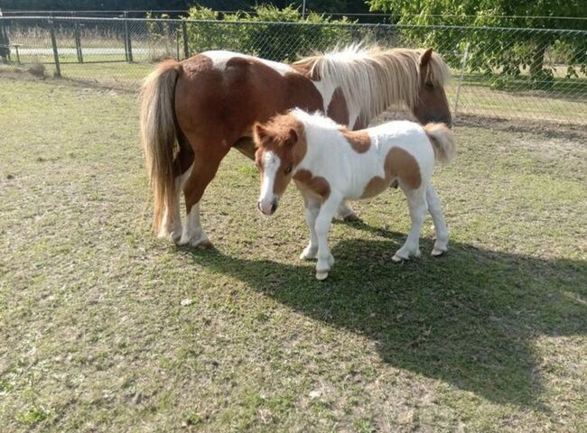 Shetty+Fohlen+Tragend2026 Appaloosa, Manuel , Pferd kaufen, Andervenne , Abbildung 7