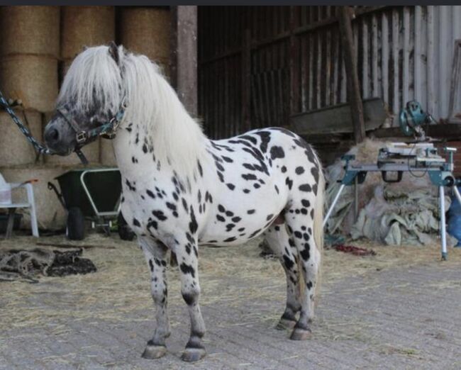 Shetty+Fohlen+Tragend2026 Appaloosa, Manuel , Pferd kaufen, Andervenne , Abbildung 10