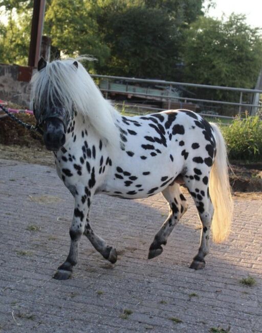 Shetty+Fohlen+Tragend2026 Appaloosa, Manuel , Pferd kaufen, Andervenne , Abbildung 13