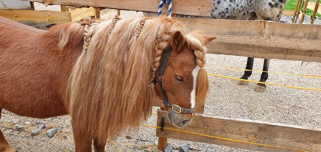 Shettywallach abzugeben, Anna , Horses For Sale, Straß in Steiermark, Image 4