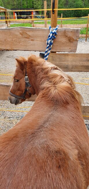 Shettywallach abzugeben, Anna , Horses For Sale, Straß in Steiermark, Image 5