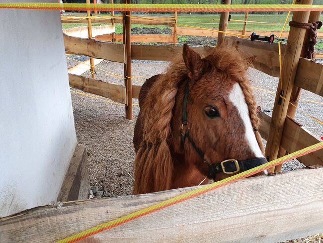 Shettywallach abzugeben, Anna , Horses For Sale, Straß in Steiermark, Image 3