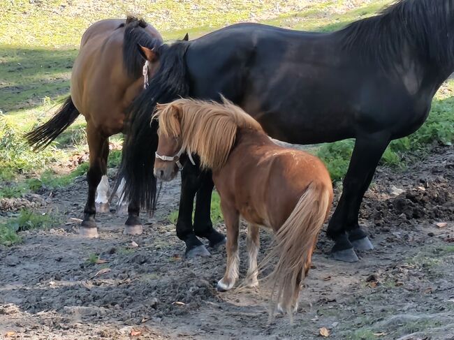 Shetty Wallach, Andrea Gindel , Horses For Sale, Rottenmann , Image 3