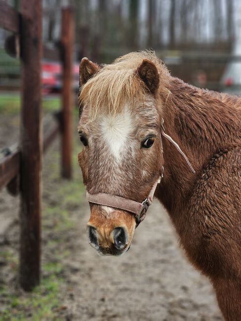 Shetty Wallach, Jenny , Horses For Sale, Essen