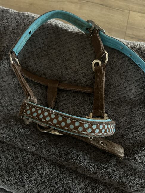 Shetty Halfter, Halfter , Lena Pittermann , Halters, Wirsberg 