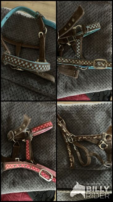 Shetty Halfter, Halfter , Lena Pittermann , Halters, Wirsberg , Image 10