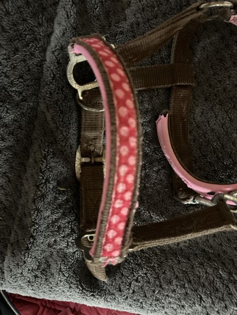 Shetty Halfter, Halfter , Lena Pittermann , Halters, Wirsberg , Image 3