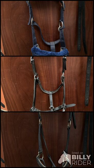 Shetty Halfter zuverkaufen, Laura, Halters, Rheine, Image 4