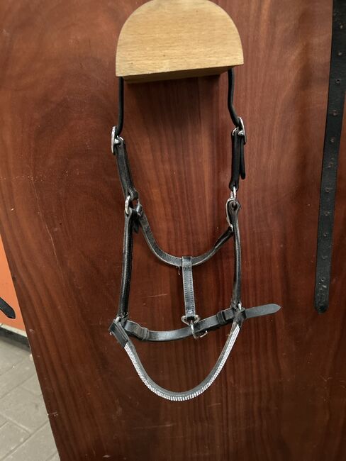 Shetty Halfter zuverkaufen, Laura, Halters, Rheine, Image 3