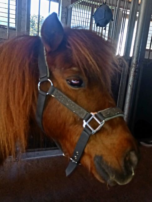Shetty Halfter grau Glitzer, Franzi, Halters, Ebsdorfergrund, Image 4
