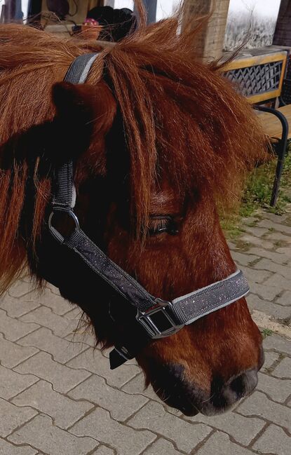 Shetty Halfter grau Glitzer, Franzi, Halters, Ebsdorfergrund
