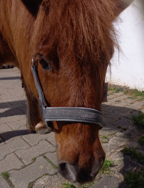 Shetty Halfter grau Glitzer, Franzi, Halters, Ebsdorfergrund, Image 5