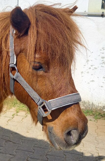 Shetty Halfter grau Glitzer, Franzi, Halters, Ebsdorfergrund, Image 6