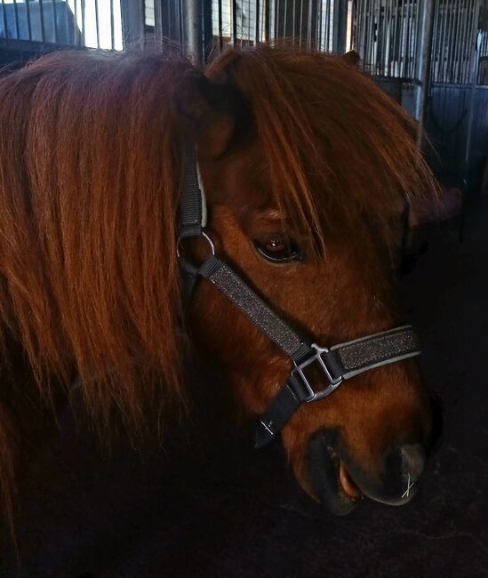 Shetty Halfter grau Glitzer, Franzi, Halters, Ebsdorfergrund, Image 2