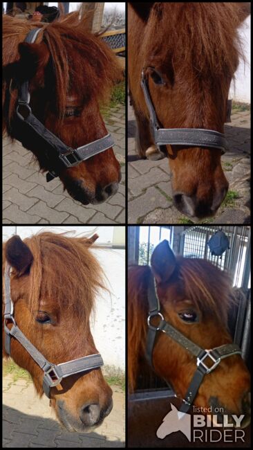 Shetty Halfter grau Glitzer, Franzi, Halters, Ebsdorfergrund, Image 9
