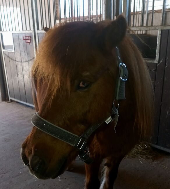 Shetty Halfter grau Glitzer, Franzi, Halters, Ebsdorfergrund, Image 3