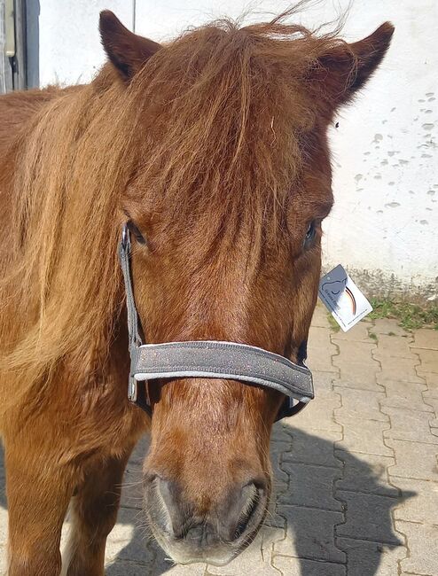 Shetty Halfter grau Glitzer, Franzi, Halters, Ebsdorfergrund, Image 7