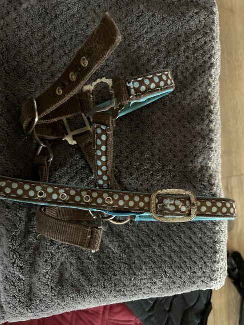 Shetty Halfter, Halfter , Lena Pittermann , Halters, Wirsberg , Image 2