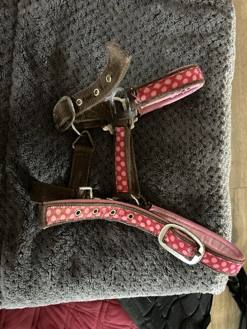 Shetty Halfter, Halfter , Lena Pittermann , Halters, Wirsberg , Image 5