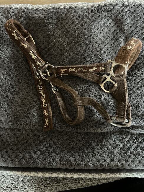 Shetty Halfter, Halfter , Lena Pittermann , Halters, Wirsberg , Image 8
