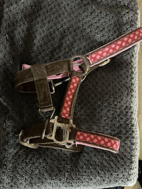 Shetty Halfter, Halfter , Lena Pittermann , Halters, Wirsberg , Image 4