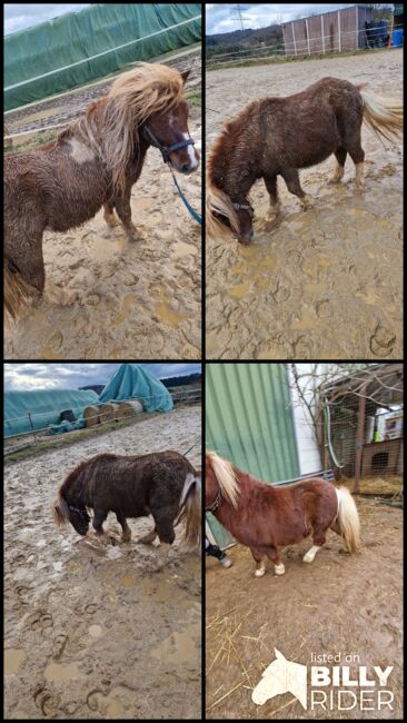 Shetty Hengst, Katinka Gelzenleuchter , Horses For Sale, Wetzlar , Image 5