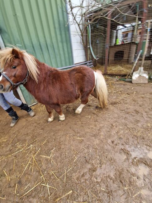 Shetty Hengst, Katinka Gelzenleuchter , Horses For Sale, Wetzlar , Image 4