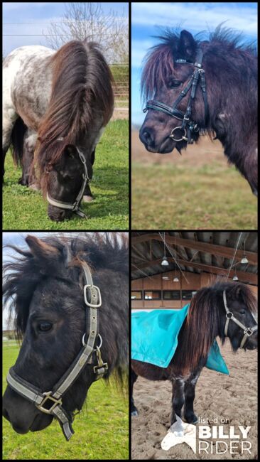 Shetty Hengst, Shetlandpony, Jasmin Knoch , Pferd kaufen, Stutensee, Abbildung 5