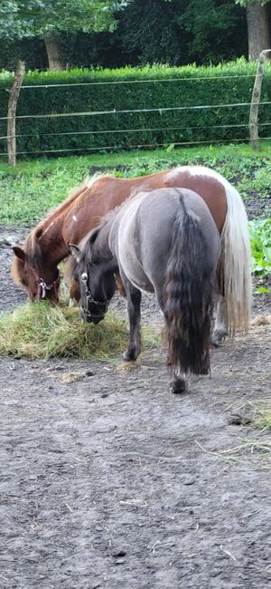 Shettyhengste!!!, Kerstin , Horses For Sale, Bakum, Image 3